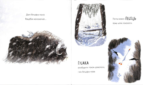 Il lupo sta cercando una via per il branco